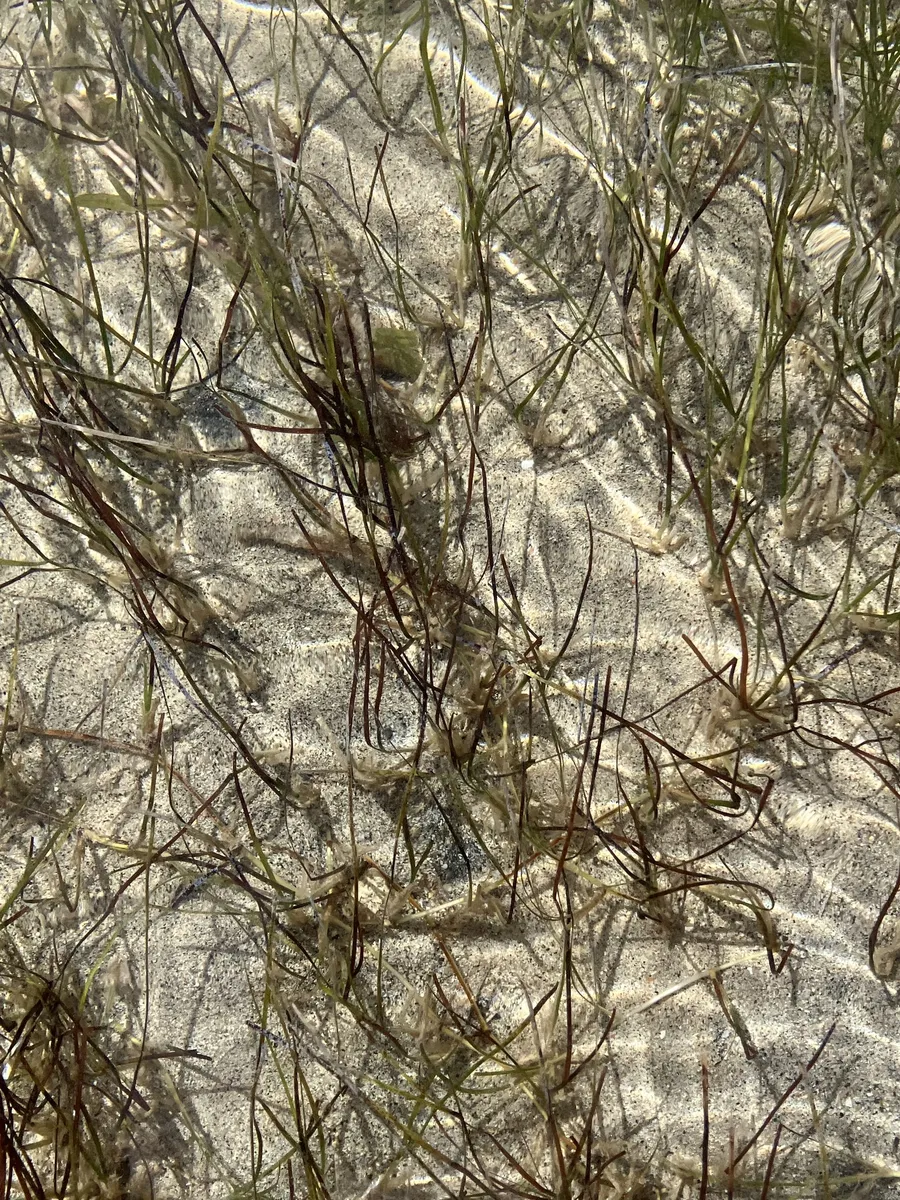 Miniatura: Syringodium (Syringodium filiforme)