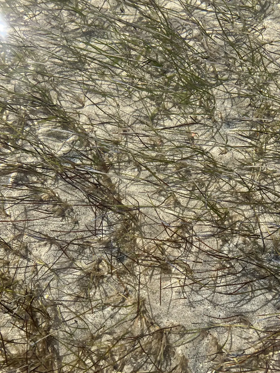 Miniatura: Syringodium (Syringodium filiforme)