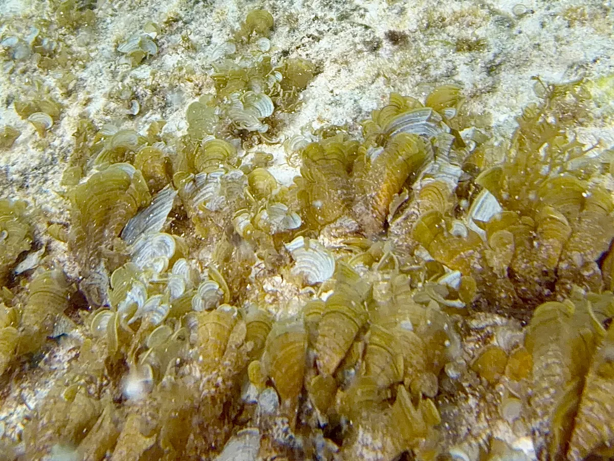 Miniatura: Padina (Padina spp.)