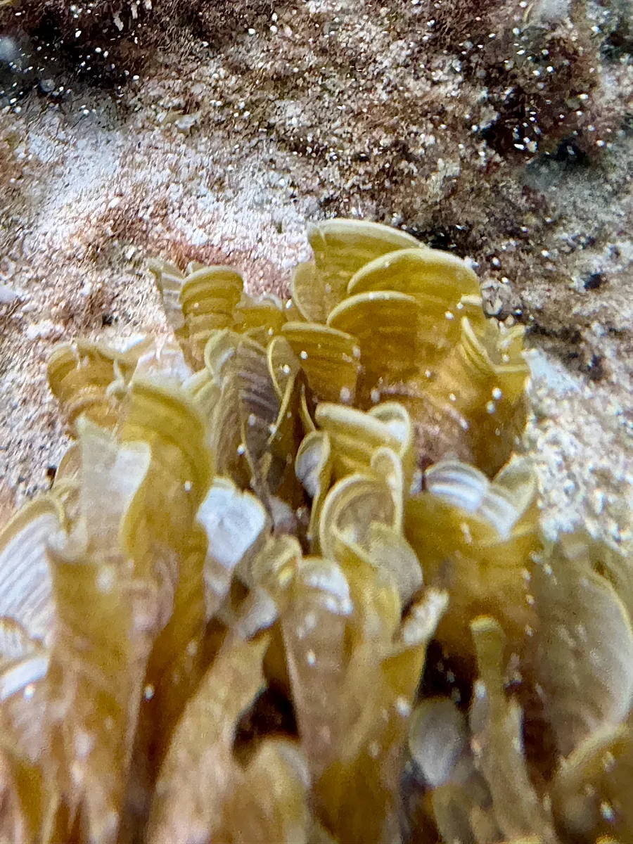 Miniatura: Padina (Padina spp.)