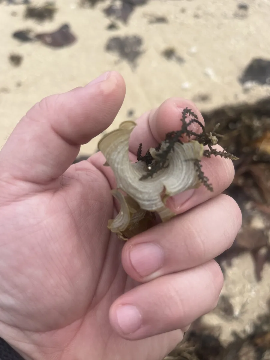 Miniatura: Padina (Padina spp.)