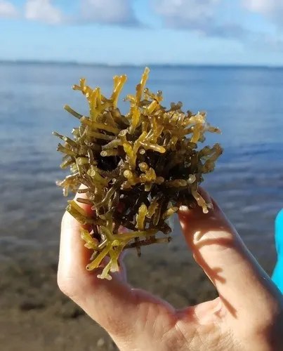 Gracilariacee