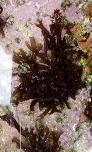 Miniatura: Gracilaria (Gracilaria spp.)