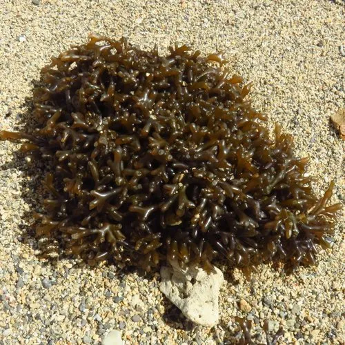 Miniatura: Gracilaria (Gracilaria spp.)