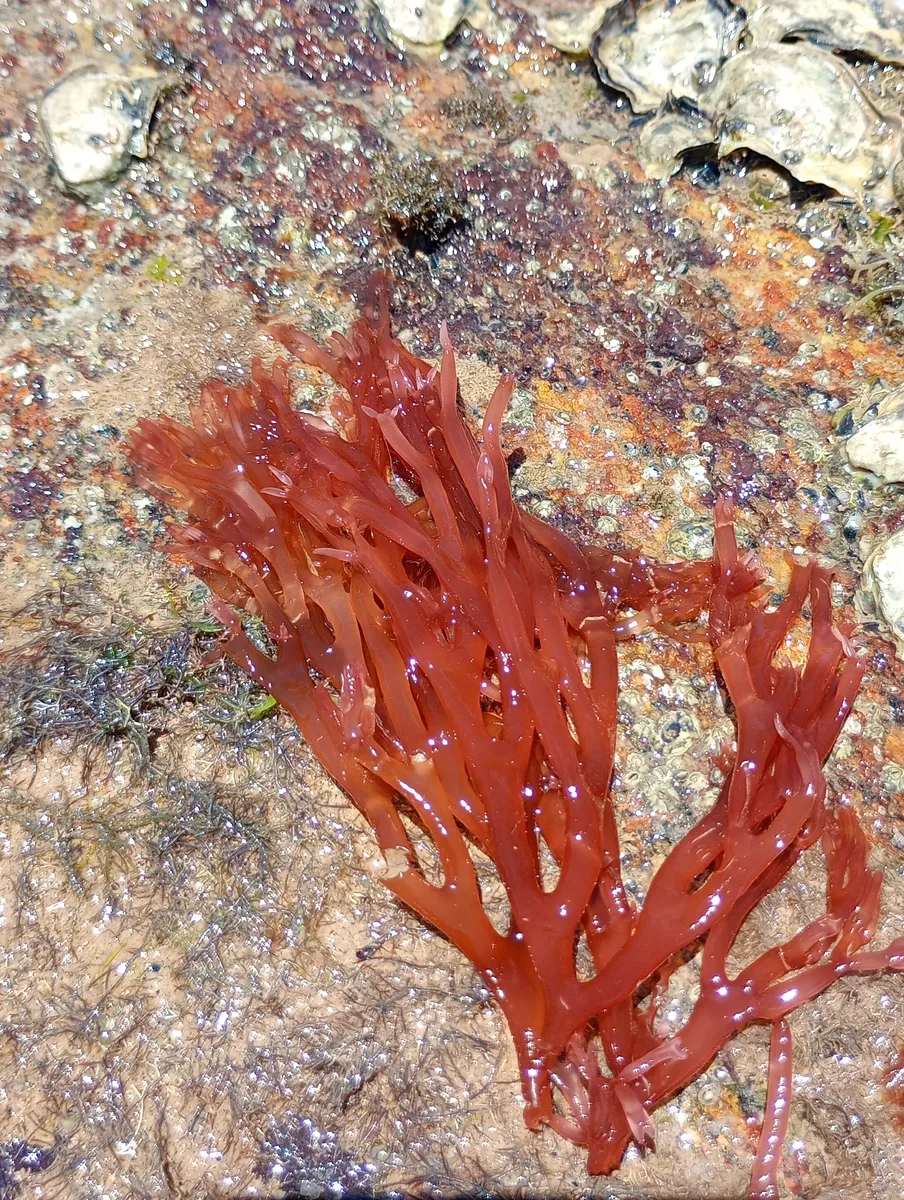 Miniatura: Halymenia (Halymenia spp.)