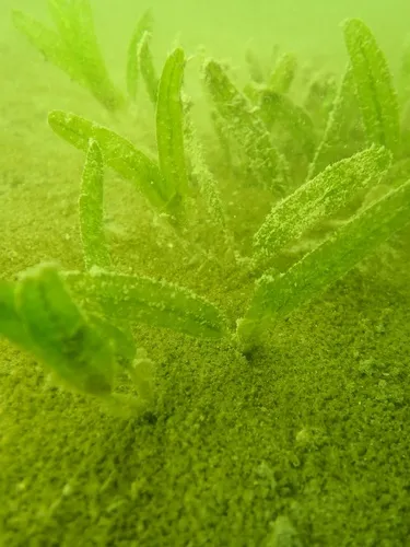 Miniatura: Halophila (Halophila spp.)