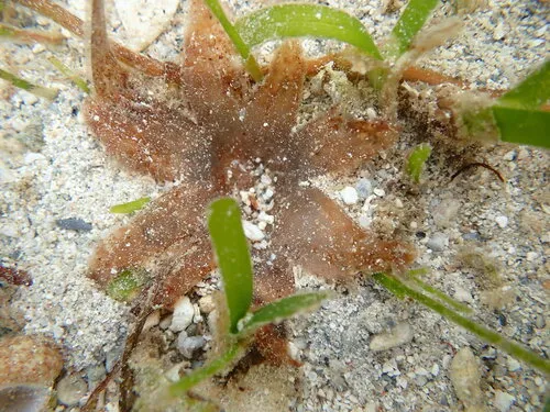 Thalassia (Thalassia testudinum)