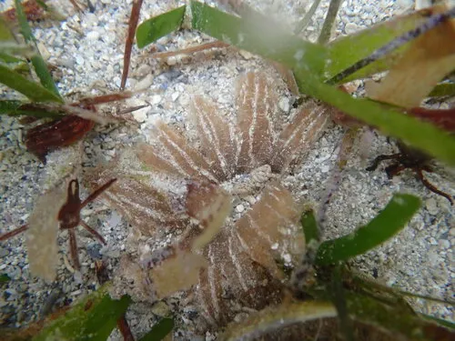 Miniatura: Thalassia (Thalassia testudinum)