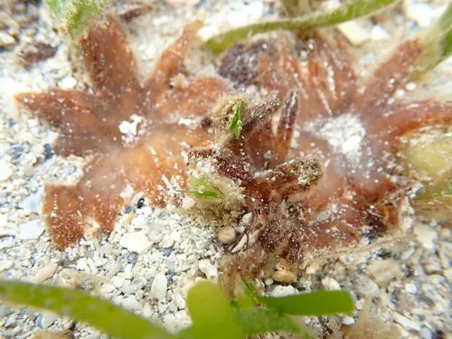 Miniatura: Thalassia (Thalassia testudinum)
