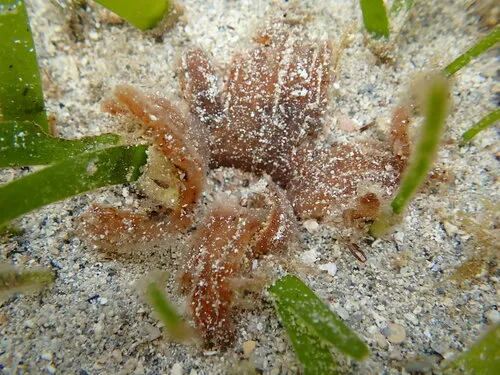 Miniatura: Thalassia (Thalassia testudinum)