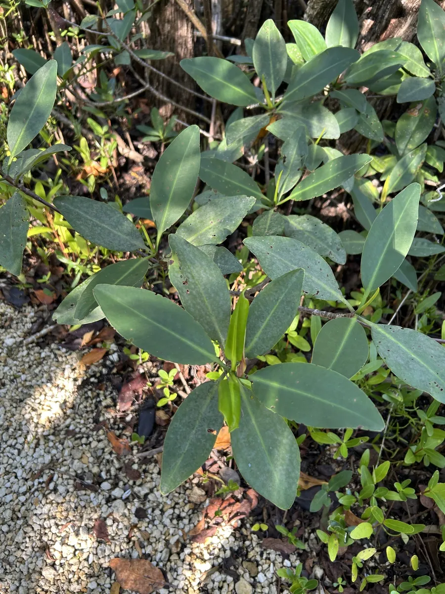 Rizoforacee (Mangrovie)