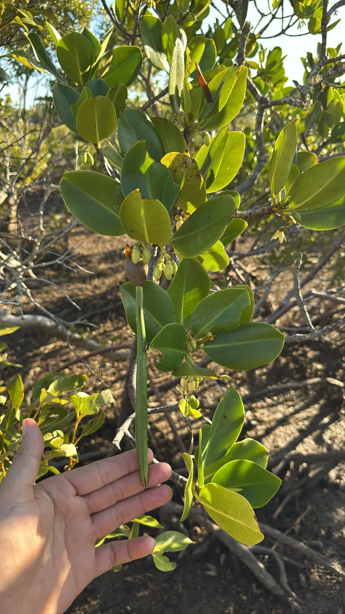Miniatura: Rhizophora (Rhizophora mangle)