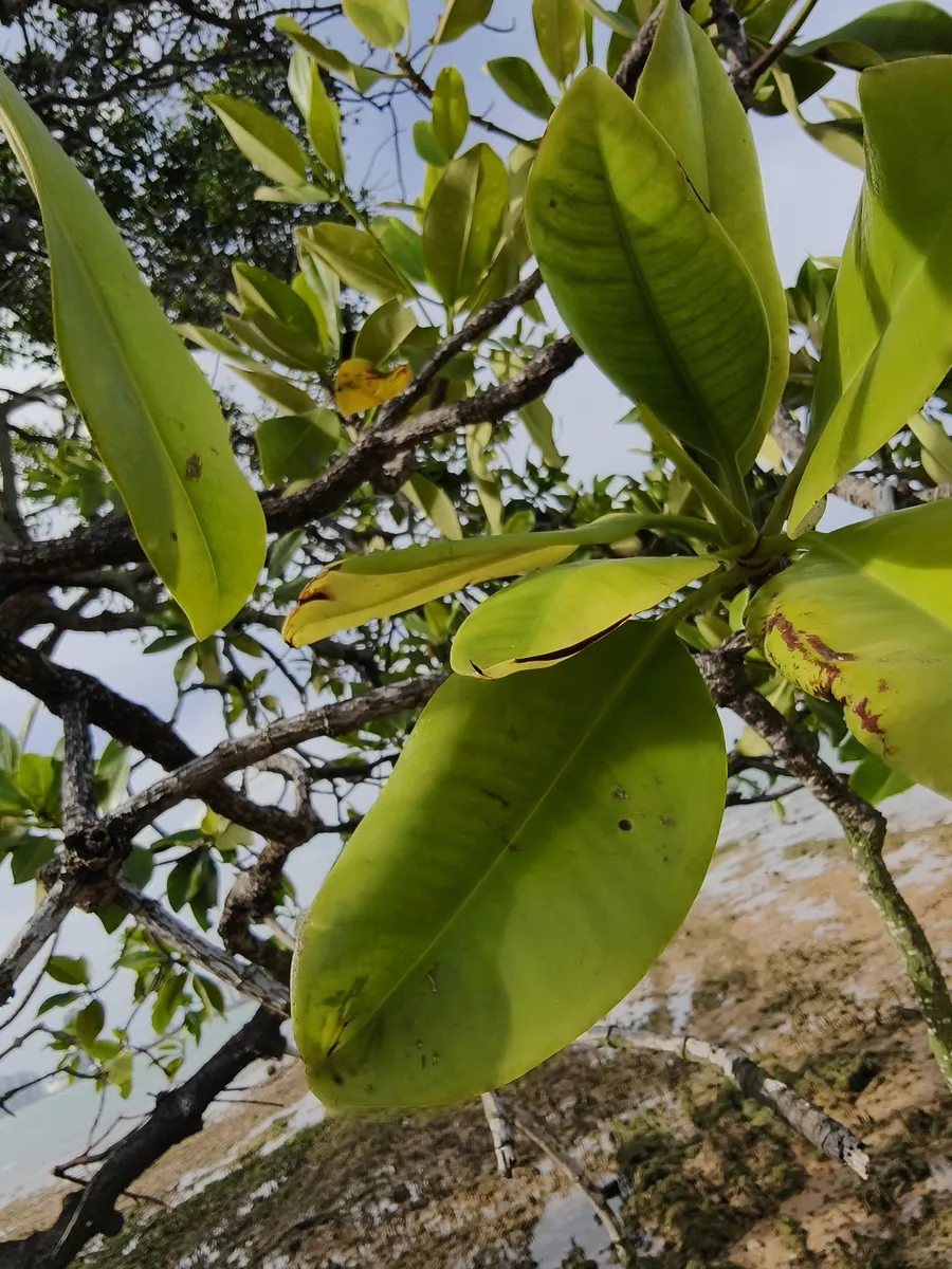 Miniatura: Rhizophora (Rhizophora mangle)