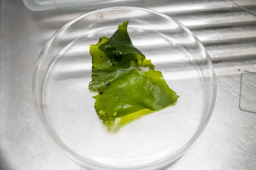 Miniatura: Ulva (Ulva spp.)
