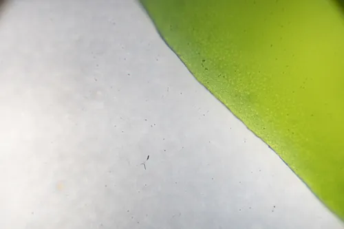 Miniatura: Ulva (Ulva spp.)