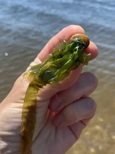 Miniatura: Ulva (Ulva spp.)
