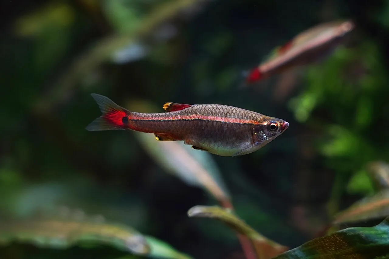 Acquario temperato: le specie che vivono senza riscaldatore