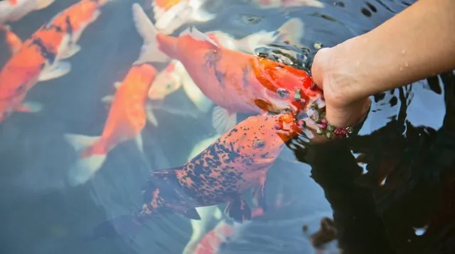 Carpa Koi che mangia dalla mano