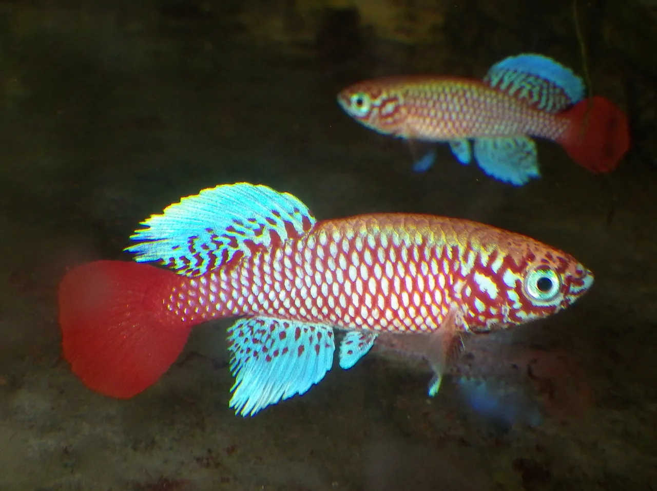 Killifish: colori da concorso e vite di una sola stagione