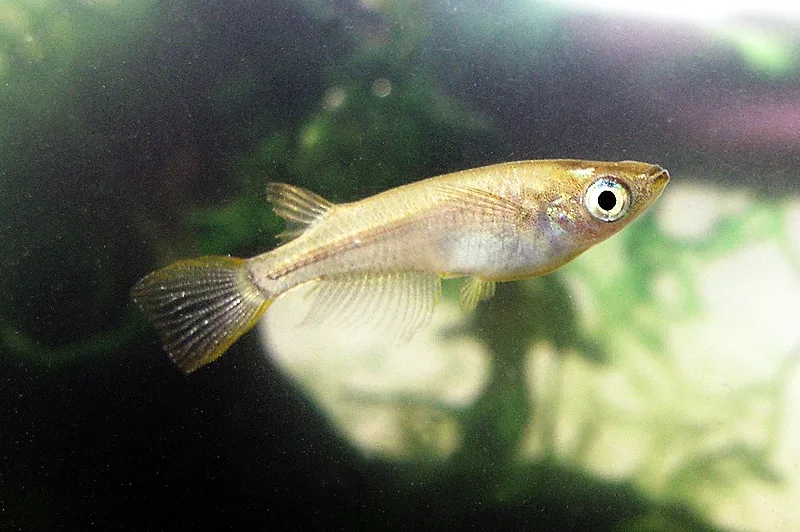 Medaka: il pesce delle risaie che conquista i collezionisti