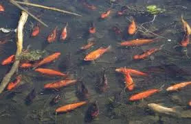 Esemplare di pesce rosso di grandi dimensioni