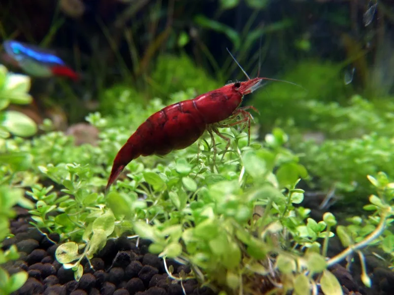 Shrimp tank: perché le vasche di caridine dominano il 2026