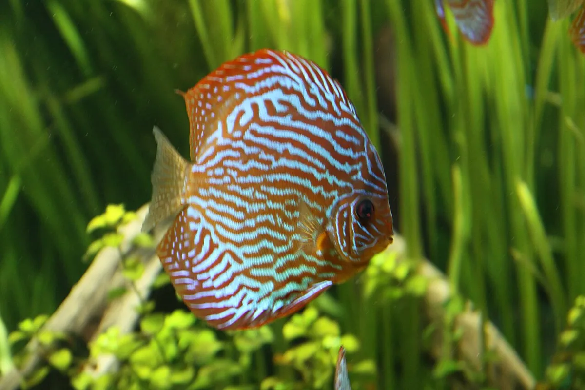 Acquario biotopo: ricreare un ecosistema naturale reale