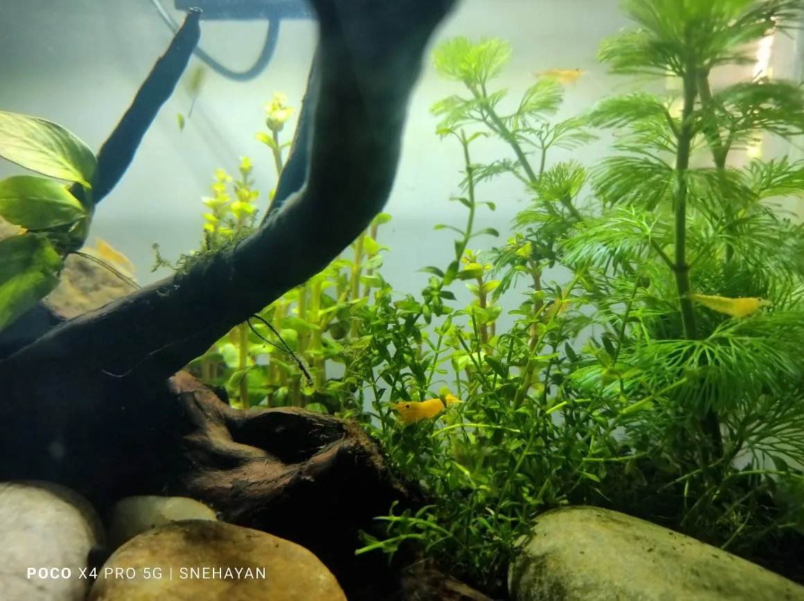 Acquario low-tech: la vasca lenta che si gestisce da sola