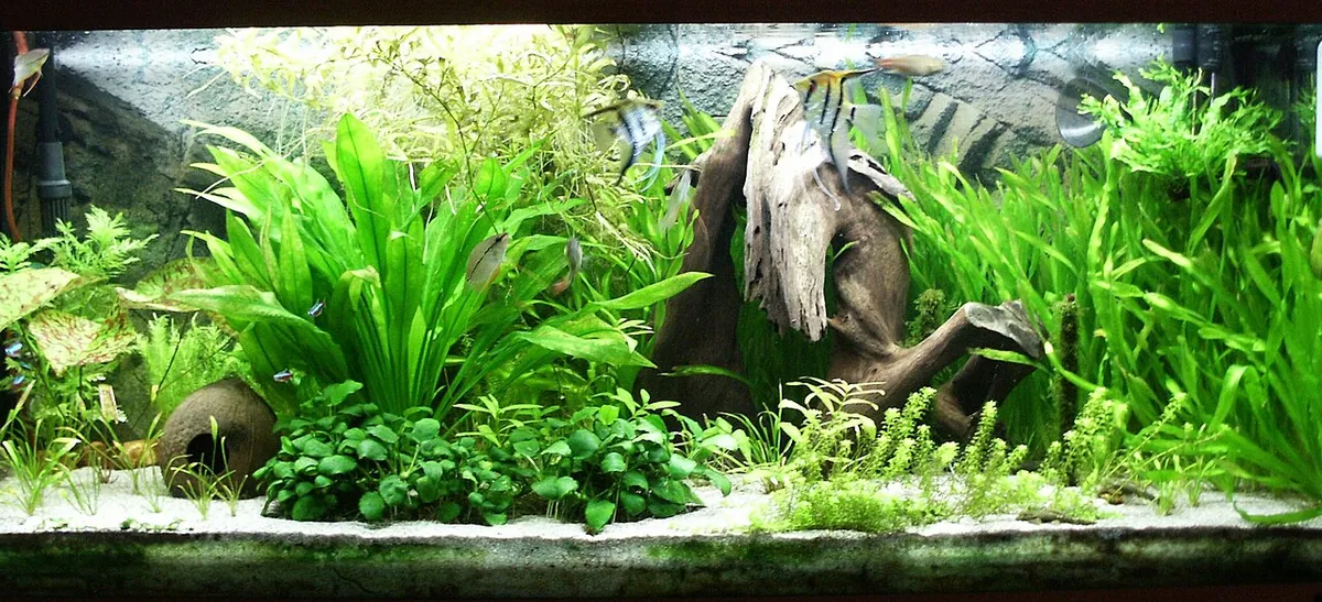 Il primo acquario per i bambini: guida facile per genitori