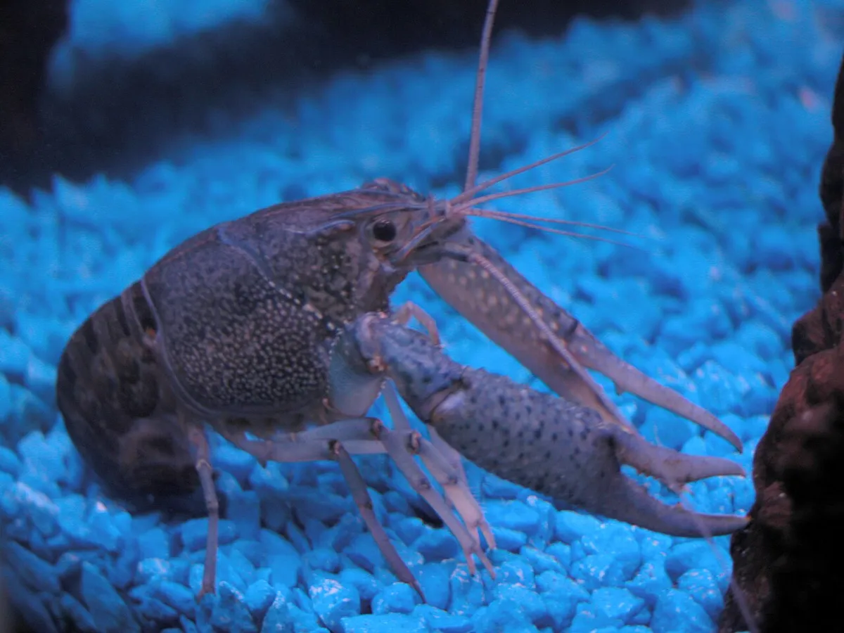 Fondale di ghiaino colorato blu in un acquario