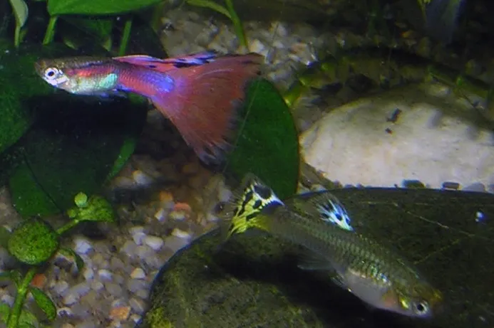 Guppy maschio e femmina