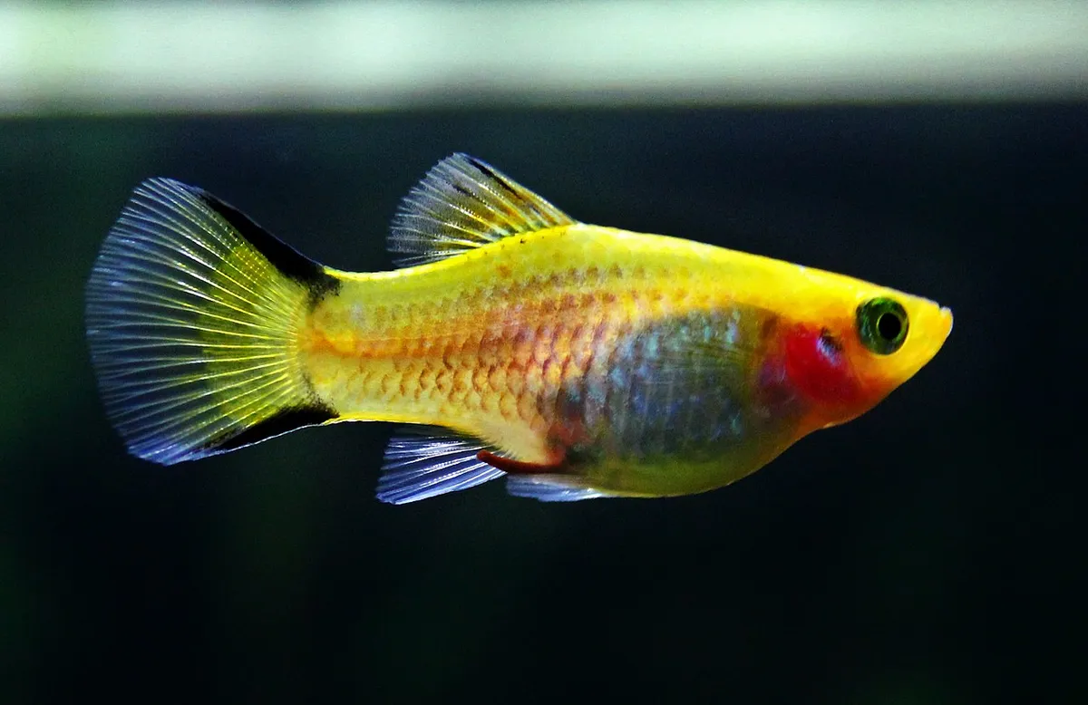 Platy Xiphophorus maculatus