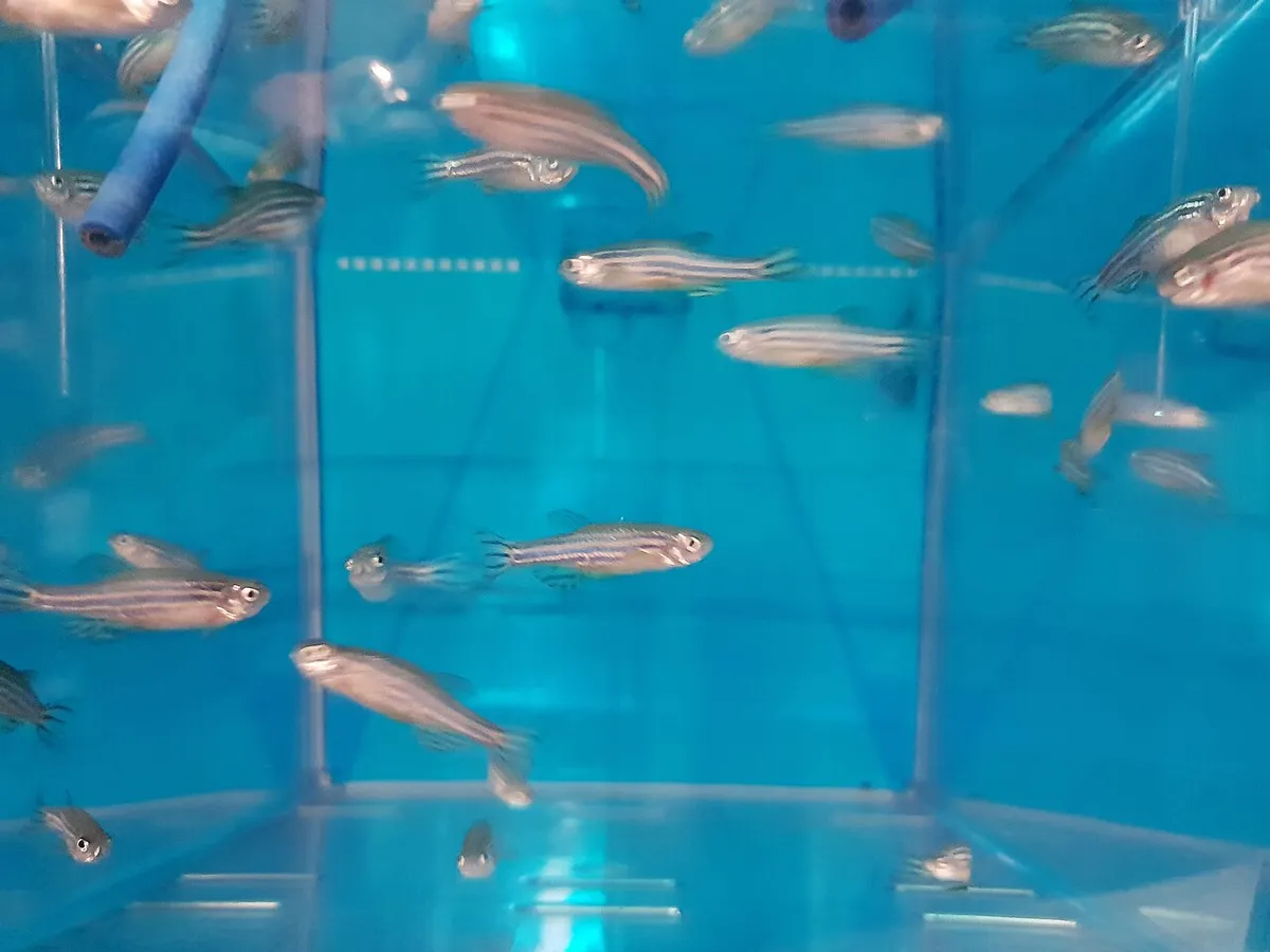 Danio rerio, pesce zebra