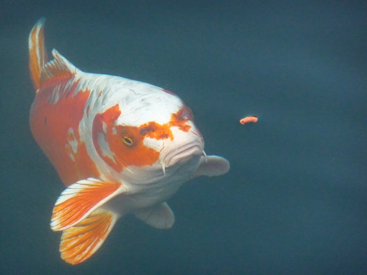Alimentazione in acquario: quanto e cosa dare da mangiare