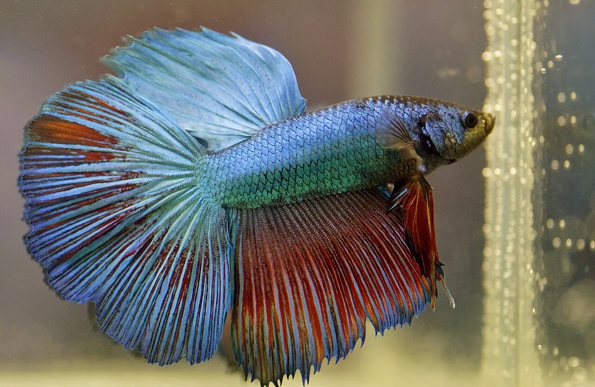 Betta in nano acquario: allestimento e cure corrette