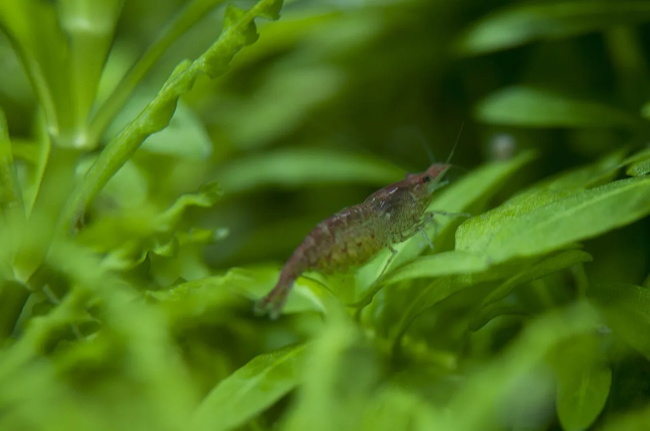Gamberi d'acqua dolce in acquario: guida alle specie
