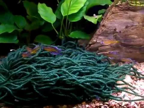 Mop sommerso sul fondo della vasca