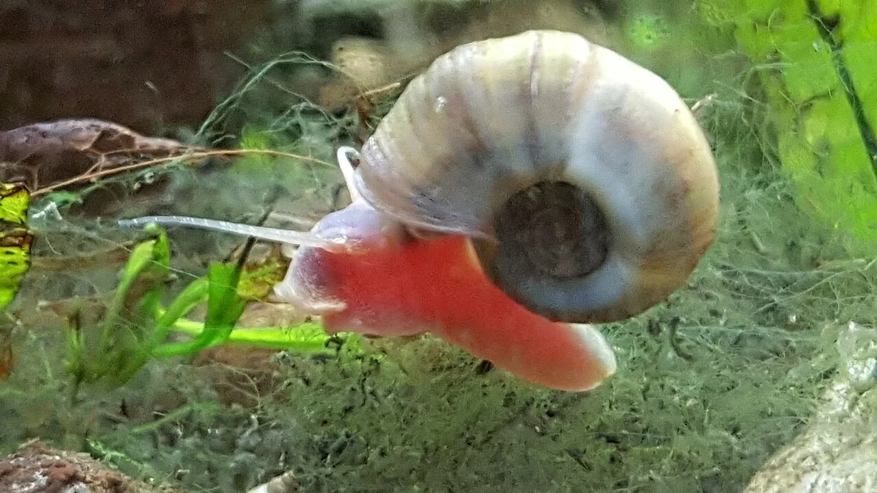 Maturazione dell'acquario: il ciclo dell'azoto senza errori