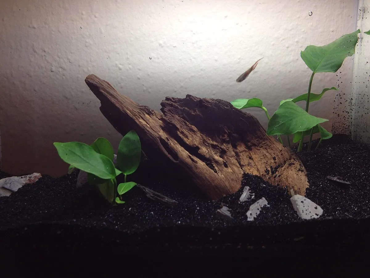 Nano acquario: guida completa per iniziare in poco spazio