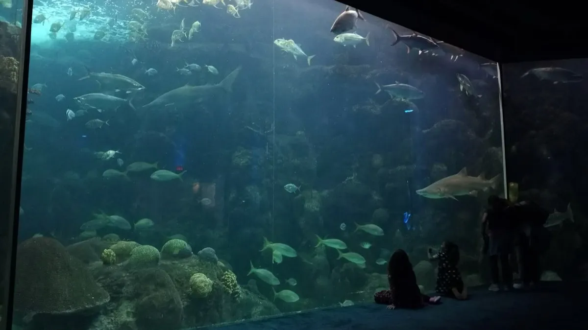 Acquario di acqua marina