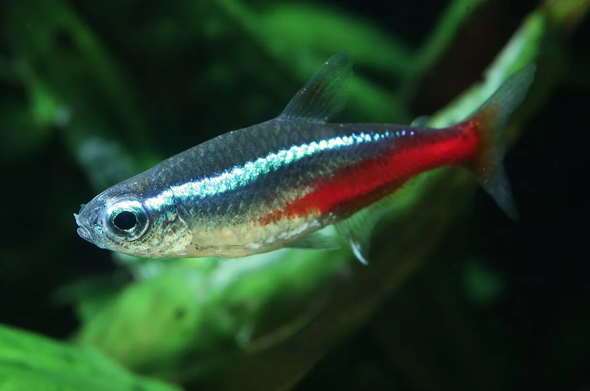 Neon tetra (Paracheirodon innesi) in acquario d'acqua dolce
