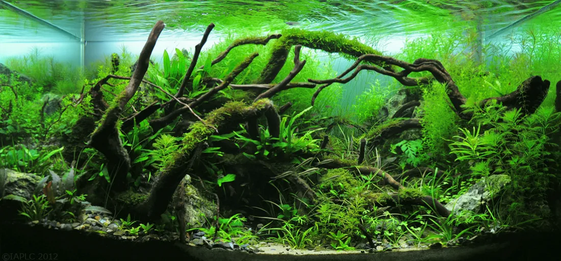 Acquario d'acqua dolce piantumato in stile naturale
