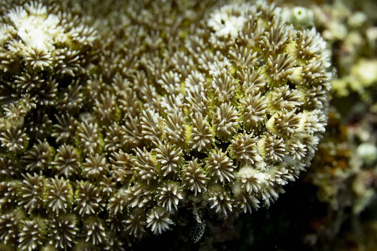 Colonia di corallo Galaxea con polipi estesi sulla barriera corallina