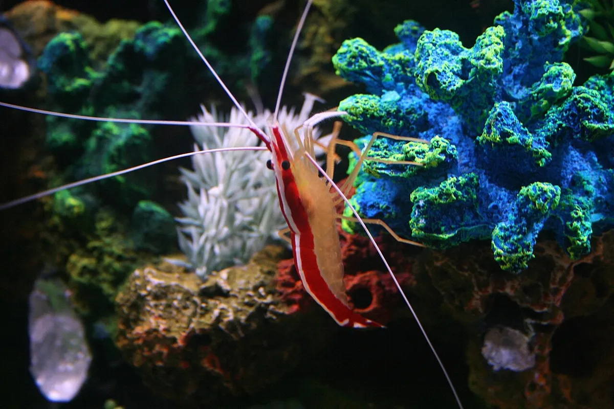 Gambero pulitore (Lysmata amboinensis) in acquario di barriera