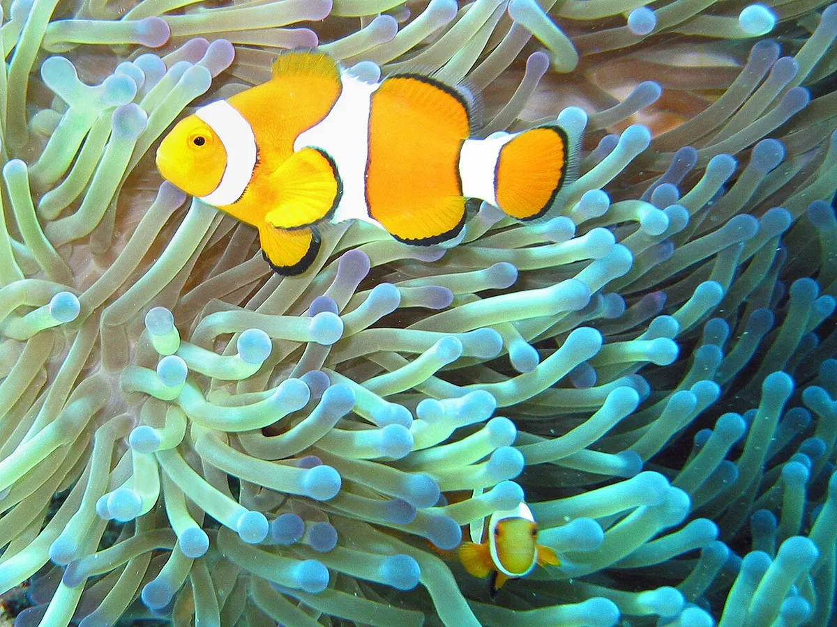 Pesce pagliaccio (Amphiprion ocellaris) tra i tentacoli dell'anemone