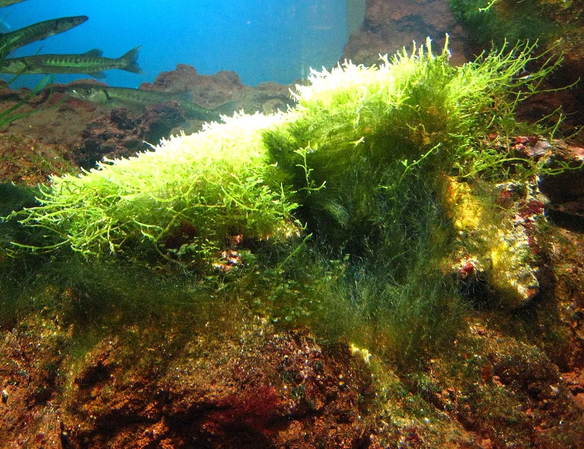 Macroalga Caulerpa racemosa in ambiente marino